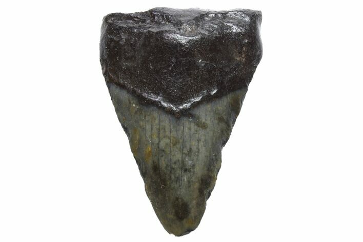 Bargain, Megalodon Tooth - North Carolina #152884